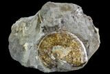 Sphenodiscus Ammonite - South Dakota #110572-1